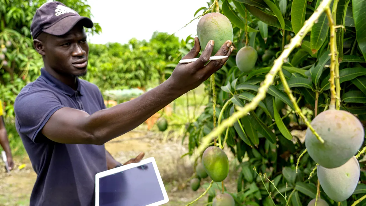 Farmer inspecting fruit on a tree with a tablet