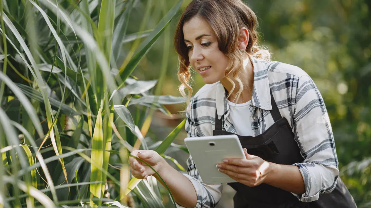 Woman checking crops with a tablet in a greenhouse
